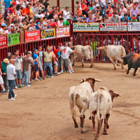 Un toro cornea a un hombre en los Sanjuanes de Coria