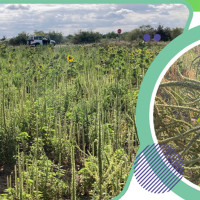 Amaranthus palmeri, la mala hierba que amenaza a los cultivos en Extremadura