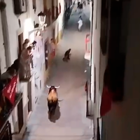 Otra cogida de toro deja un herido esta madrugada en Coria