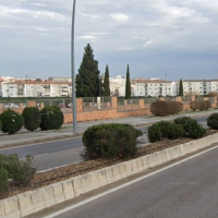 Denuncian la eliminación de adelfas en Mérida para que "los radares cacen como a conejos"