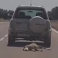 Pillan al conductor que arrastró a un animal por la EX-104 enganchado al coche