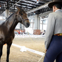 Llega ECUEXTRE a Badajoz: fecha, programa y precios