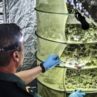 Detenida una pareja de Almendralejo por cultivar marihuana: uno de ellos estaba en busca y captura