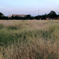Exigen desbroces urgentes ante el riesgo de incendios en Badajoz