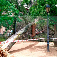 Cae un árbol de grandes dimensiones en el parque de Castelar en Badajoz