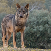 Piden que el lobo ibérico deje de ser "objeto de caza"