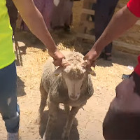 La iniciativa de VOX Extremadura para defender las tradiciones españolas frente a la "Fiesta del cordero"