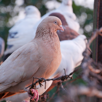 Denuncian la sobrepoblación de palomas en Mérida: "Es un problema de salud pública"