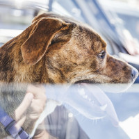 ¿Tu mascota viaja segura en el coche? Estos son algunos consejos