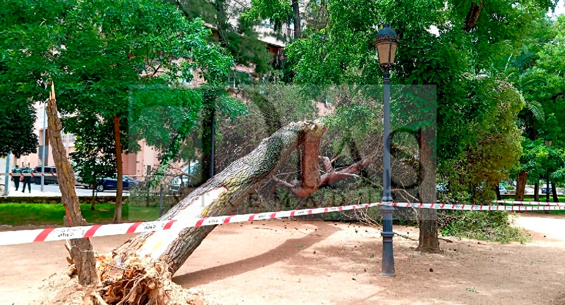 Cae un árbol de grandes dimensiones en el parque de Castelar en Badajoz