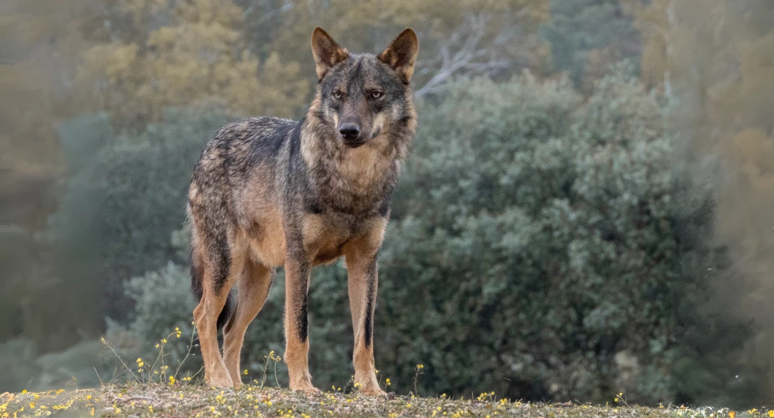 Piden que el lobo ibérico deje de ser un "objeto de caza"