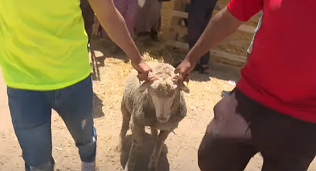 La iniciativa de VOX Extremadura para defender las tradiciones españolas frente a la "Fiesta del cordero"