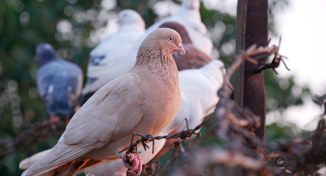 Denuncian la sobrepoblación de palomas en Mérida: "Es un problema de salud pública"