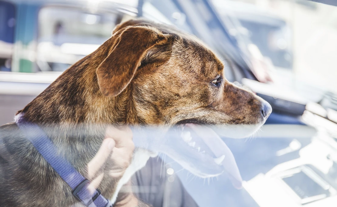 ¿Tu mascota viaja segura en el coche? Estos son algunos consejos