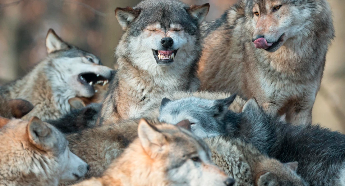 Detectada en Extremadura la primera manada reproductora de lobos en décadas