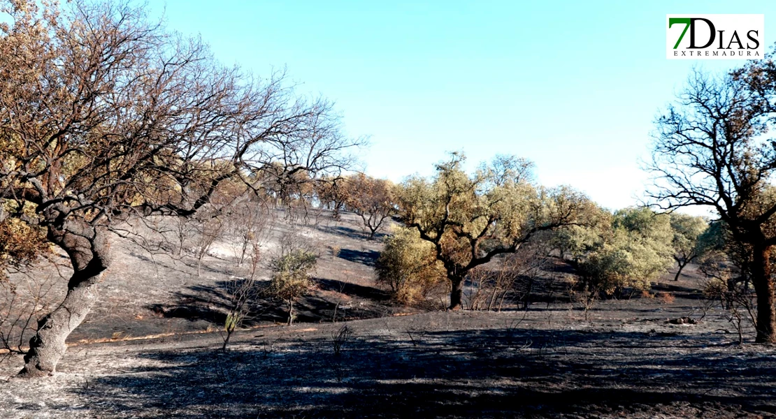 Imágenes de los bomberos en el incendio de Tres Arroyos