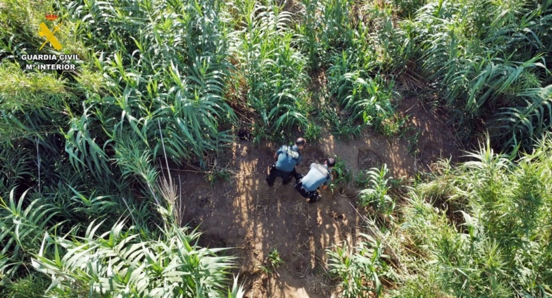 Descubren una plantación de marihuana en la ribera del río Zújar