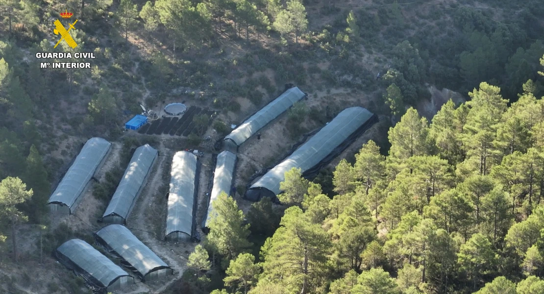 Desmantelan una macro plantación de marihuana: hasta 9 invernaderos en mitad del monte
