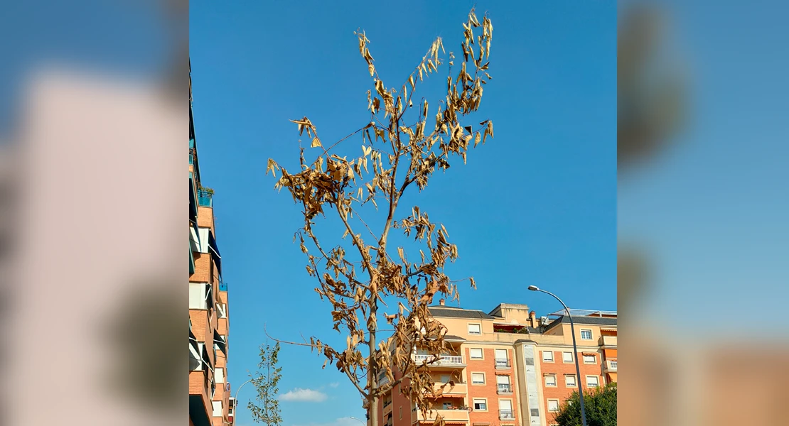 "Una chapuza en plena ola de calor": Denuncian la plantación de árboles en Badajoz