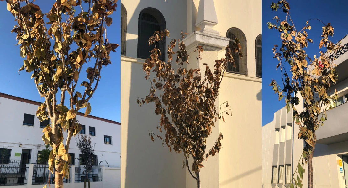 Exigen paralizar la plantación de árboles en Badajoz durante el verano: "La mitad se han plantado ya secos"