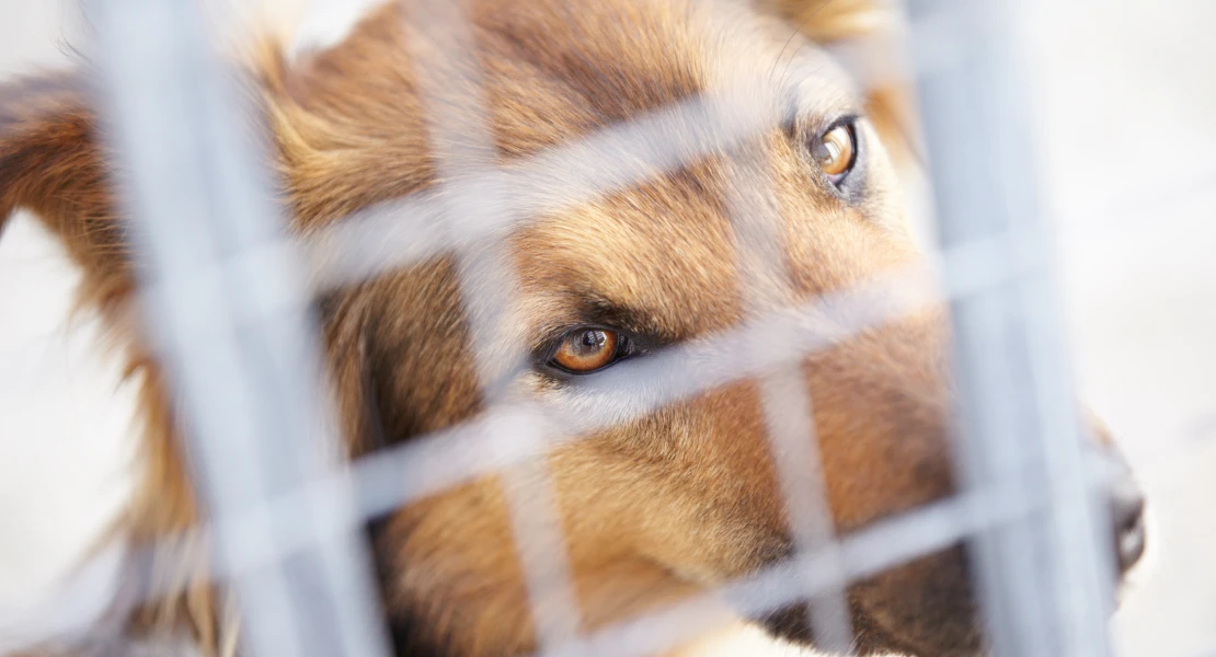 Recupera sus perros tras ser retenidos por el Ayuntamiento de una localidad extremeña durante meses