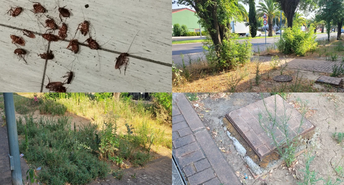 Denuncian el "abandono y bicherío" de una zona ajardinada en Cerro de Reyes