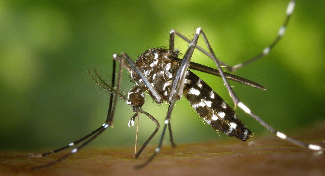 Día Mundial de la Zoonosis: los mosquitos y las garrapatas son una amenaza cada vez mayor