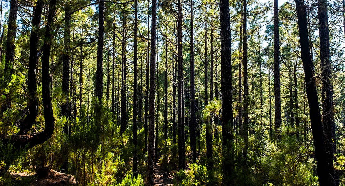El Gobierno invertirá 32 M€ para restaurar bosques en decaimiento
