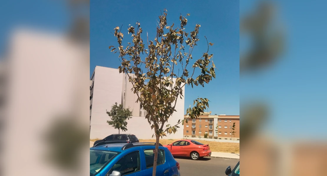 "Una chapuza en plena ola de calor": Denuncian la plantación de árboles en Badajoz