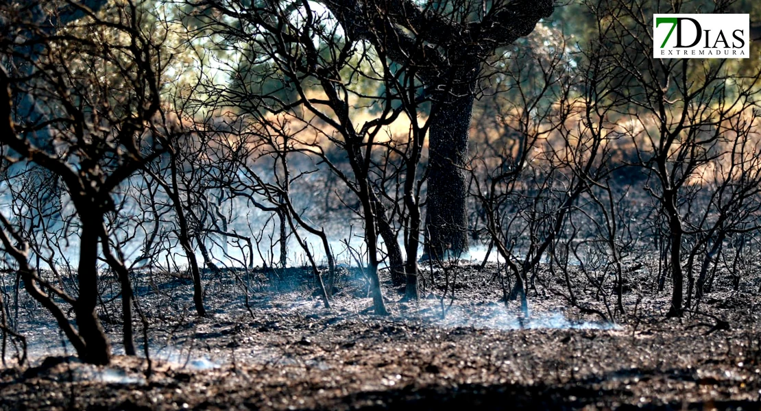 Imágenes de los bomberos en el incendio de Tres Arroyos