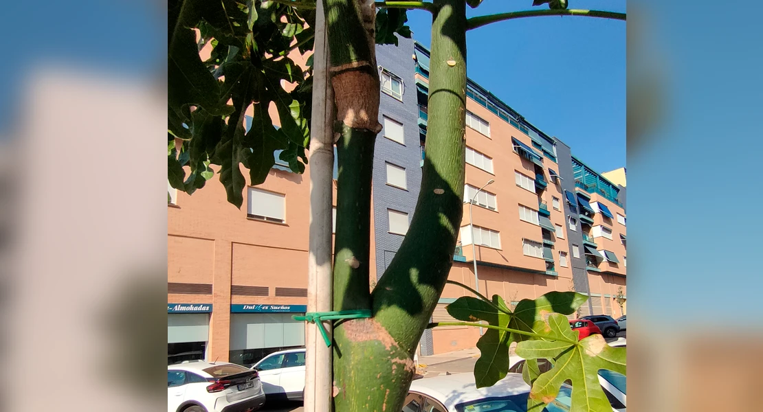 "Una chapuza en plena ola de calor": Denuncian la plantación de árboles en Badajoz