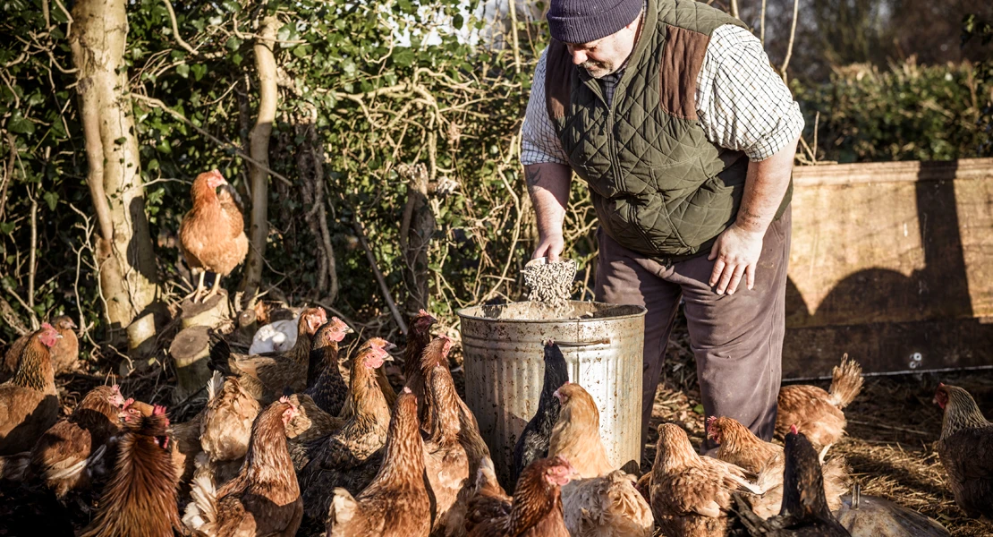 Detectado el primer caso de gripe aviar del año en una granja de aves de Extremadura