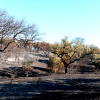 Imágenes de los bomberos en el incendio de Tres Arroyos