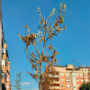 "Una chapuza en plena ola de calor": Denuncian la plantación de árboles en Badajoz