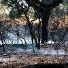 Imágenes de los bomberos en el incendio de Tres Arroyos