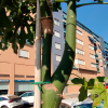 "Una chapuza en plena ola de calor": Denuncian la plantación de árboles en Badajoz