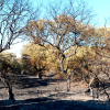 Imágenes de los bomberos en el incendio de Tres Arroyos