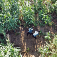 Descubren una plantación de marihuana en la ribera del río Zújar