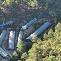 Desmantelan una macro plantación de marihuana: hasta 9 invernaderos en mitad del monte