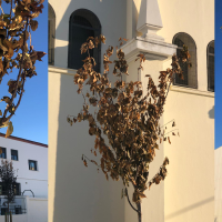 Exigen paralizar la plantación de árboles en Badajoz durante el verano: "La mitad se han plantado ya secos"