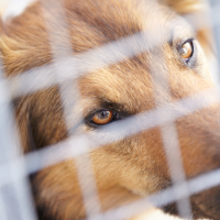 Recupera sus perros tras ser retenidos por el Ayuntamiento durante meses