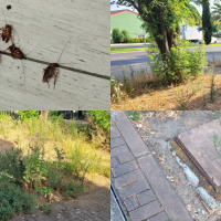 Denuncian el "abandono y bicherío" de una zona ajardinada en Cerro de Reyes