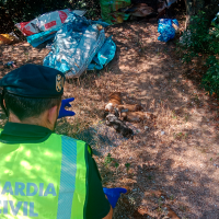 Detenido por abandonar a 10 cachorros recién nacidos en una bolsa al sol