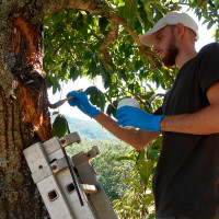 Extremadura busca salvar sus castaños con soluciones innovadoras