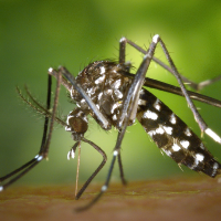 Día Mundial de la Zoonosis: los mosquitos y las garrapatas son una amenaza cada vez mayor