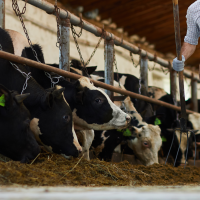 El sector lácteo en España, a la cola de Europa en el precio en origen