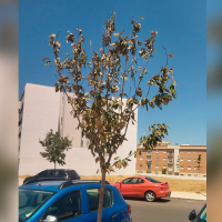 "Una chapuza en plena ola de calor": denuncian la plantación de árboles en Badajoz