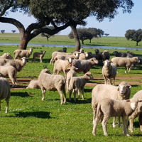 UPA-UCE Extremadura reclama el pago de los daños a los afectados por la lengua azul y a los cereceros