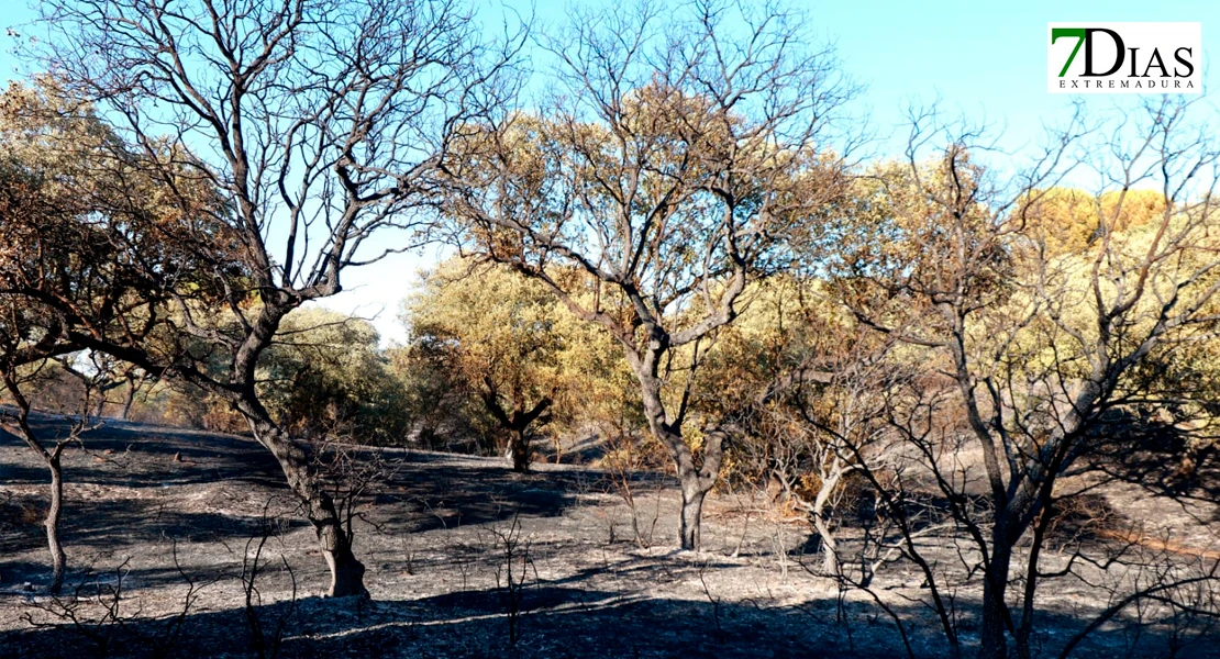 Imágenes de los bomberos en el incendio de Tres Arroyos