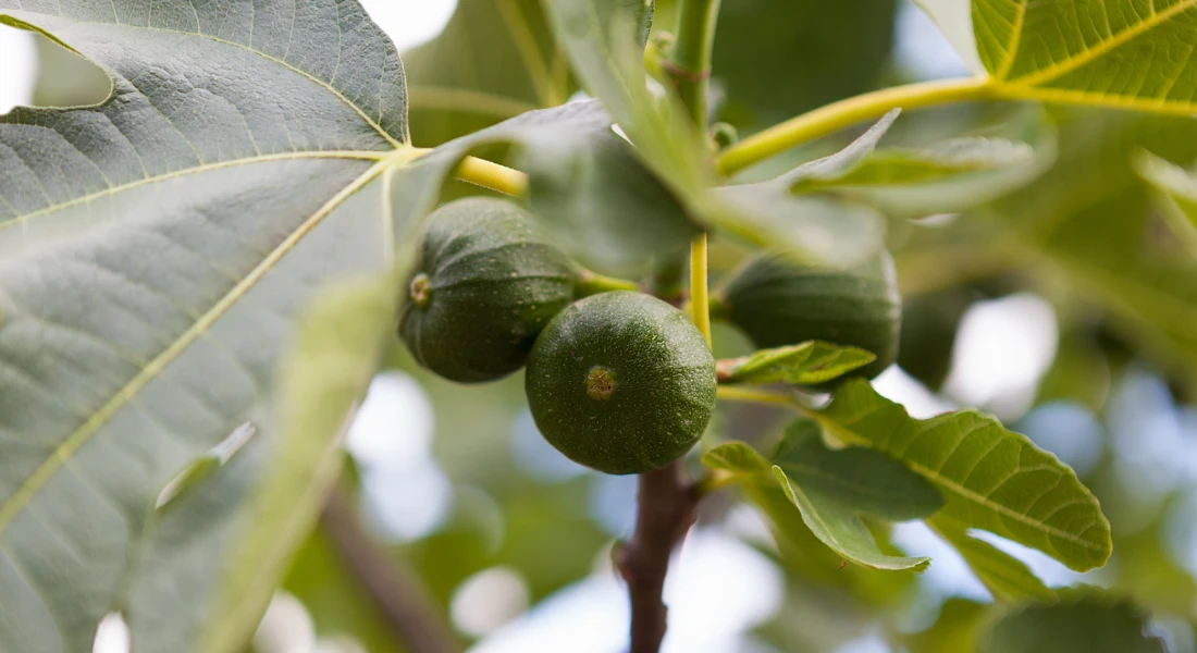 Un proyecto internacional integra higueras con otros tipos de cultivo en Extremadura